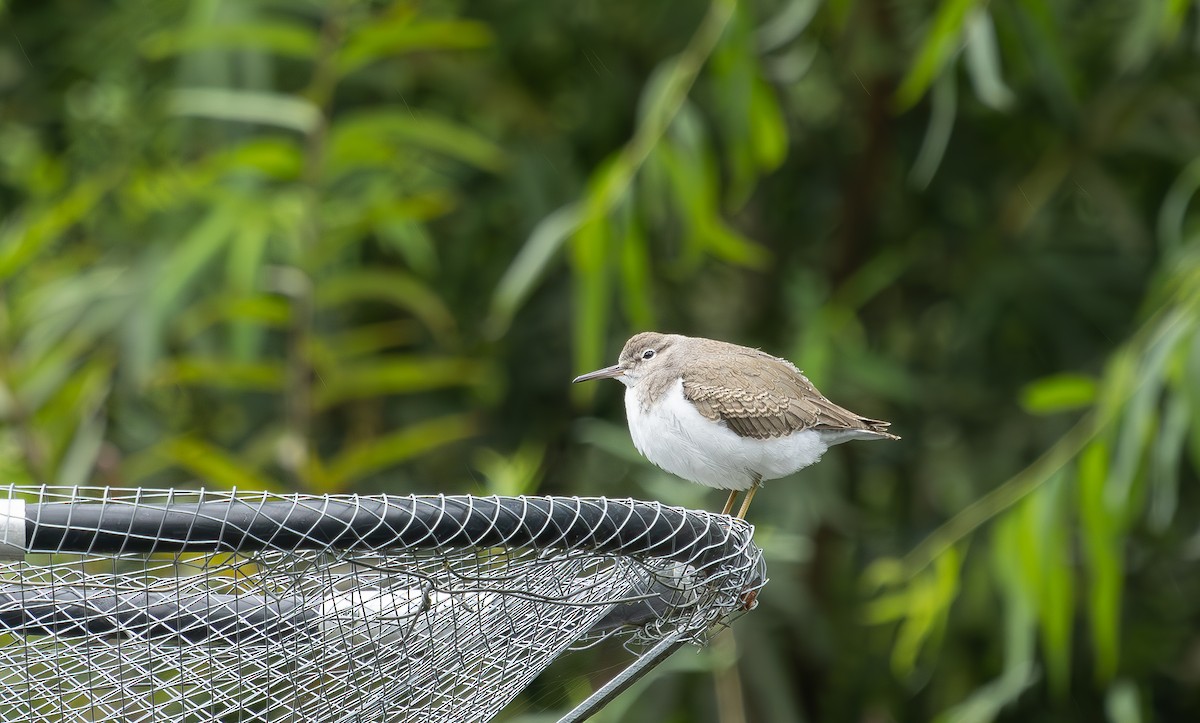 Spotted Sandpiper - ML640245064