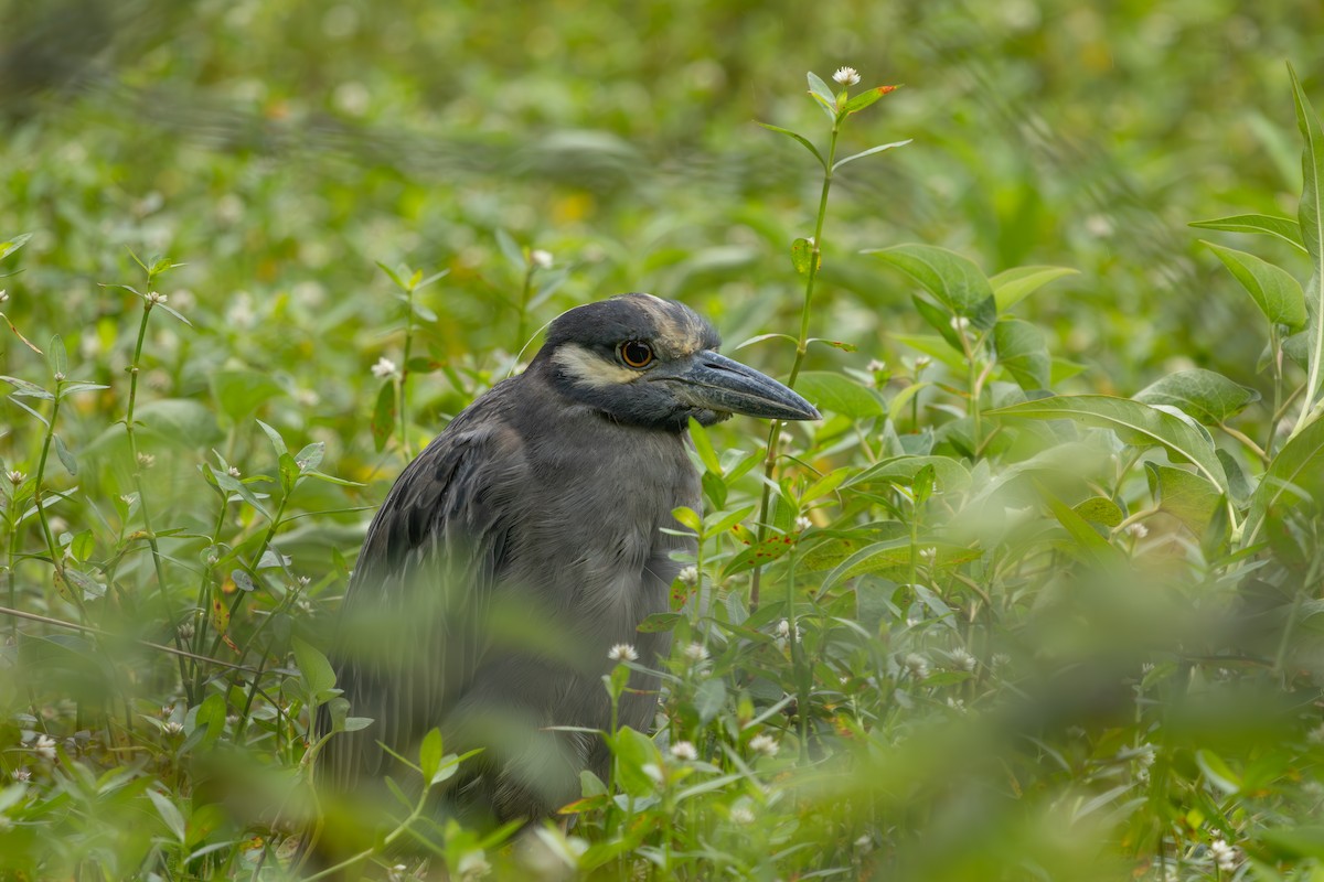 Yellow-crowned Night Heron - ML640245067