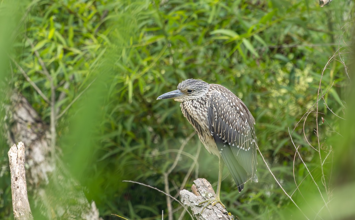 Yellow-crowned Night Heron - ML640245068