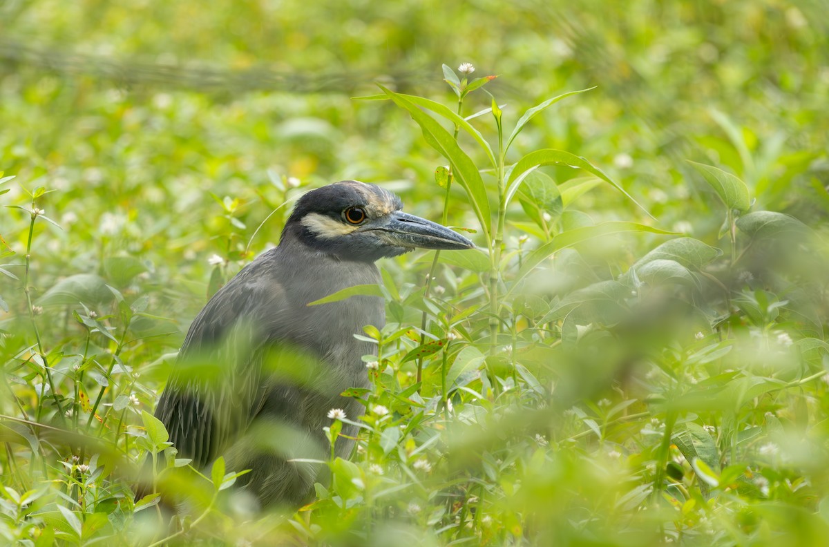 Yellow-crowned Night Heron - ML640245069