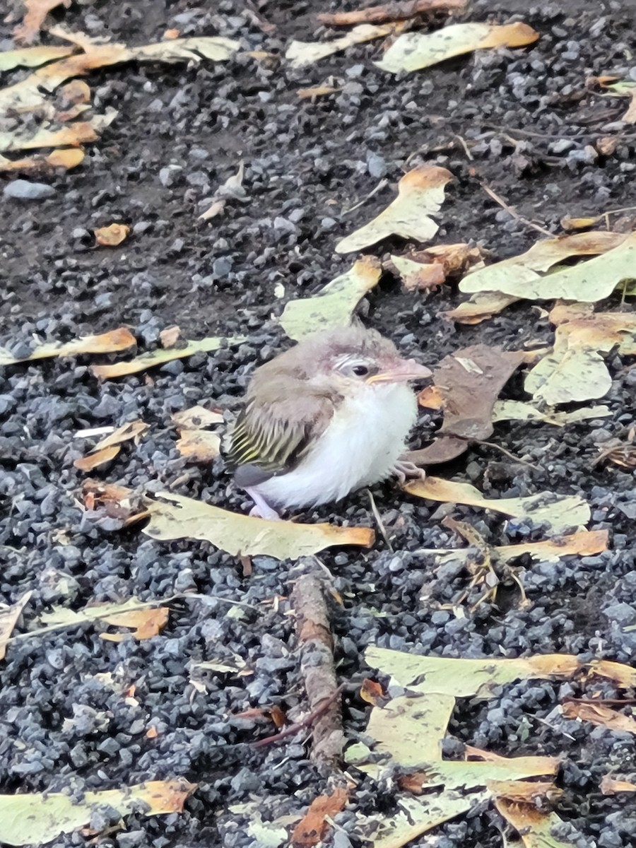 Red-eyed Vireo - ML640245070