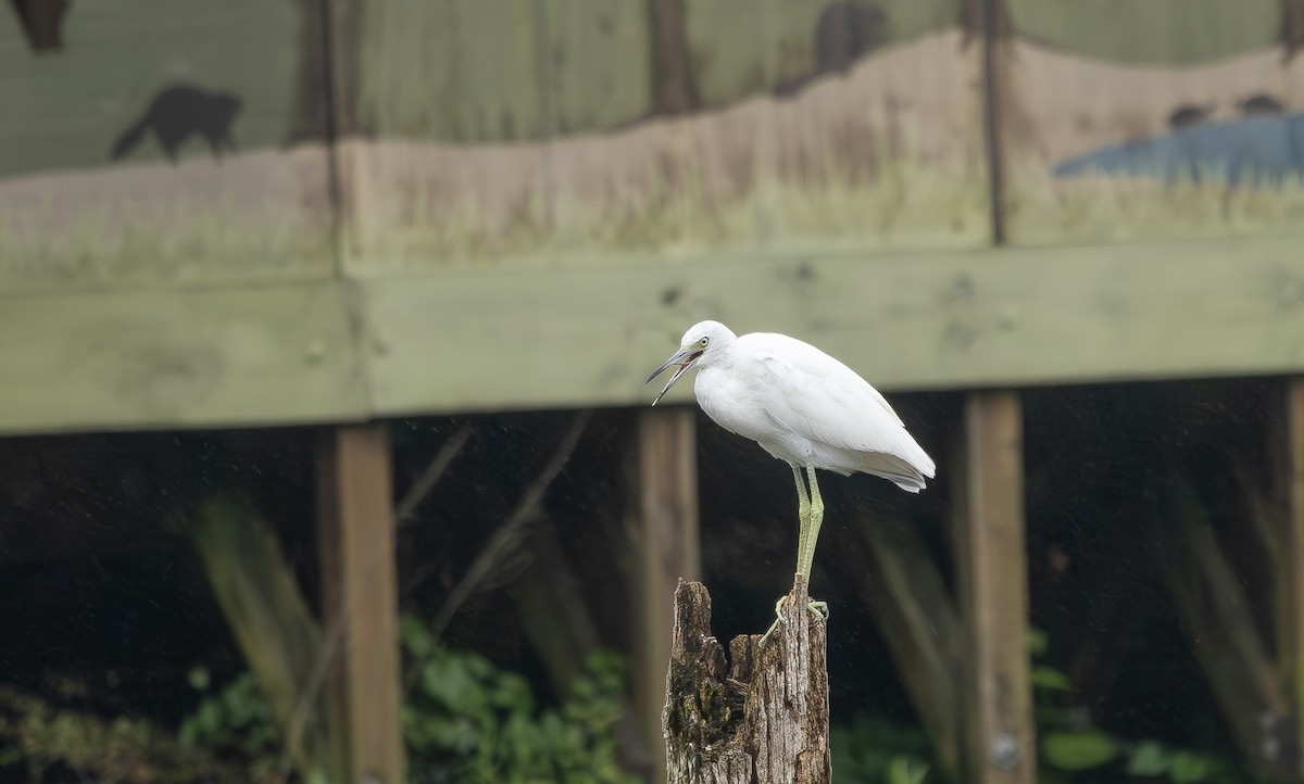 Little Blue Heron - ML640245073