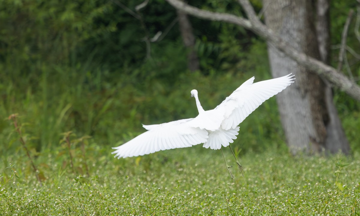 Little Blue Heron - ML640245074
