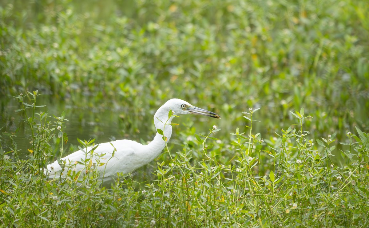 Little Blue Heron - ML640245075