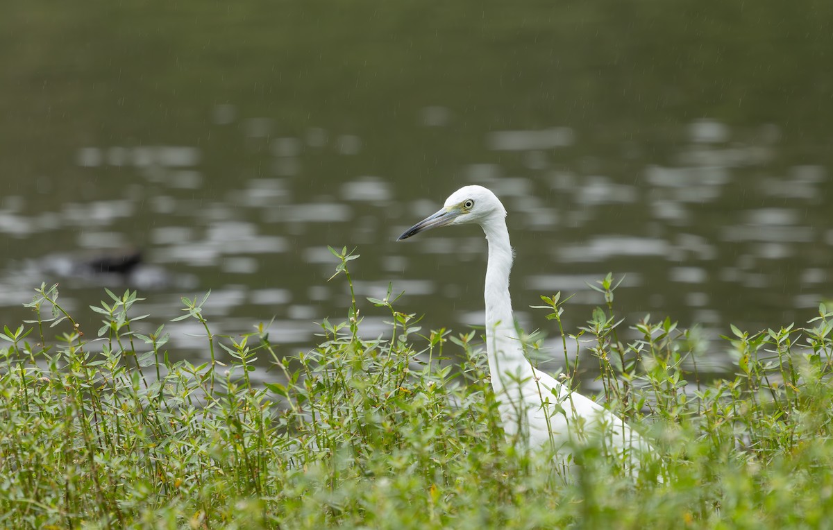 Little Blue Heron - ML640245076