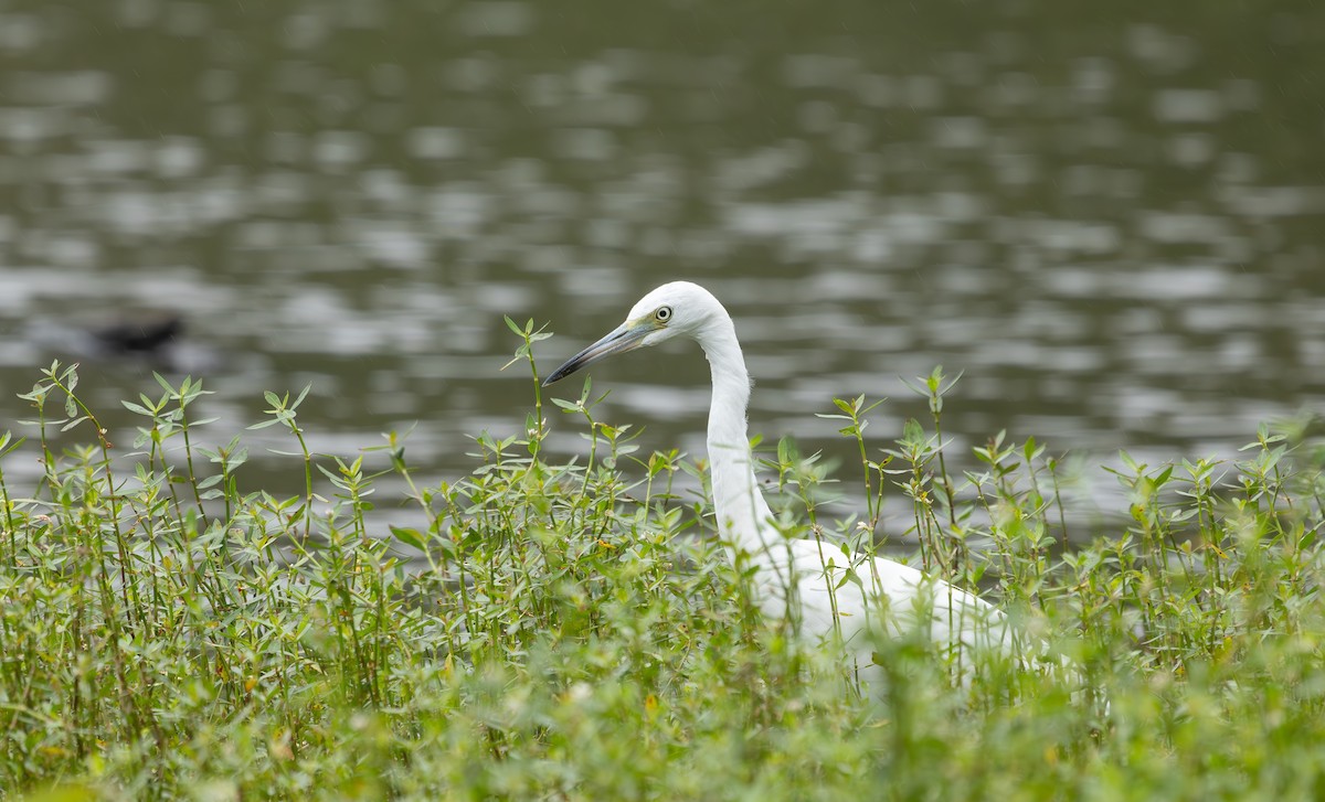 Little Blue Heron - ML640245077