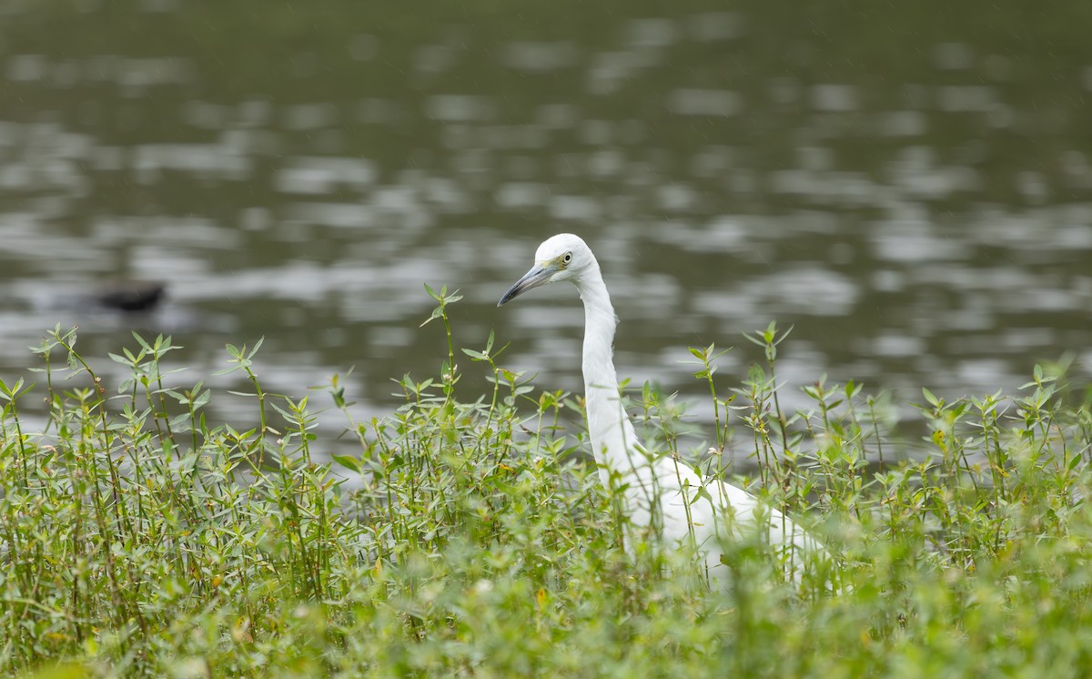 Little Blue Heron - ML640245078