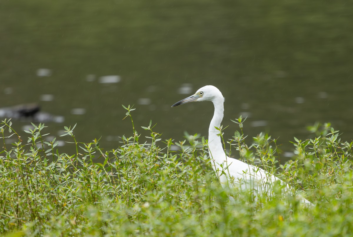 Little Blue Heron - ML640245079