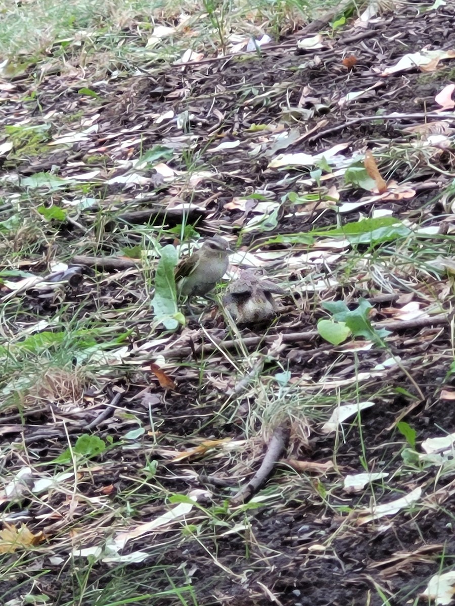 Red-eyed Vireo - ML640245082