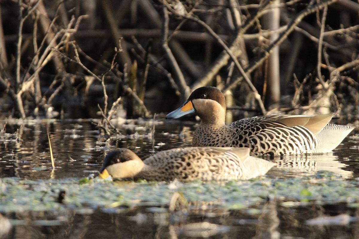 čírka modrozobá - ML640245101