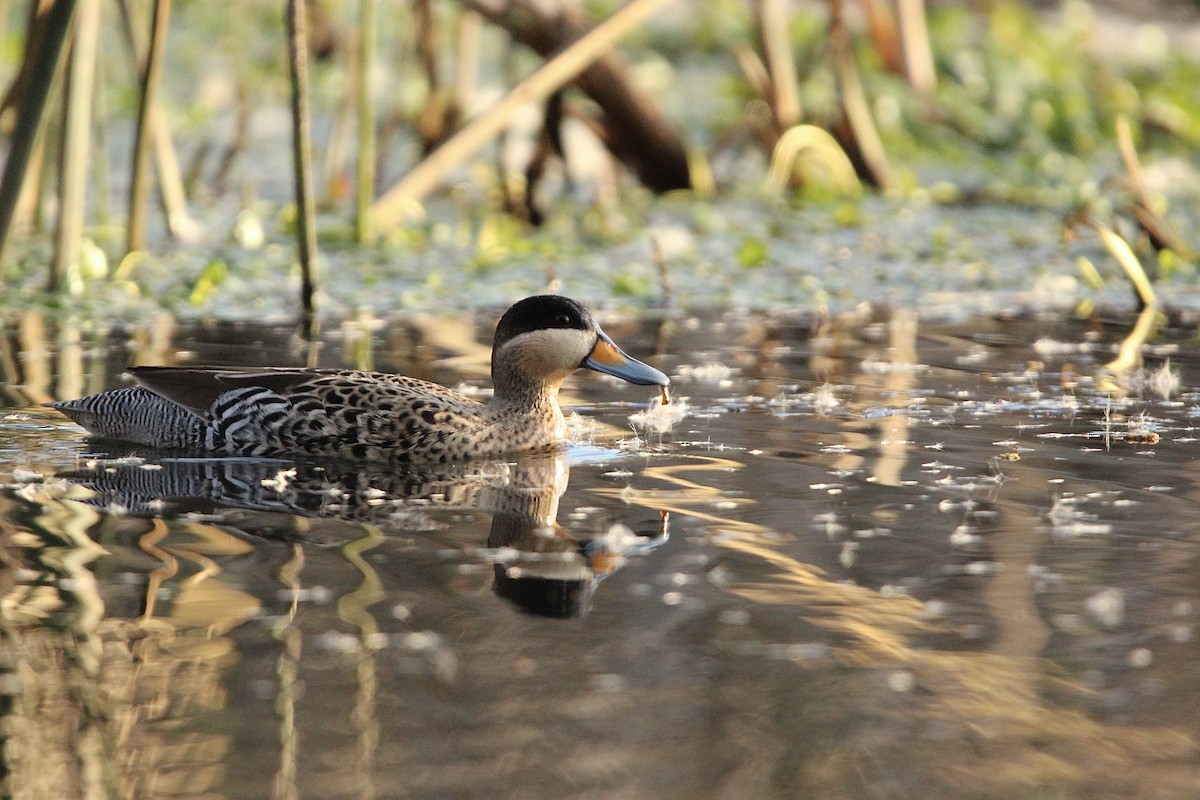 čírka modrozobá - ML640245102