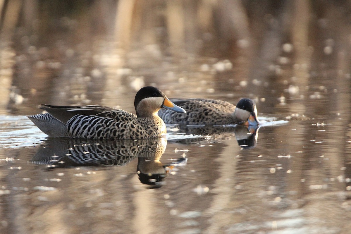 čírka modrozobá - ML640245103