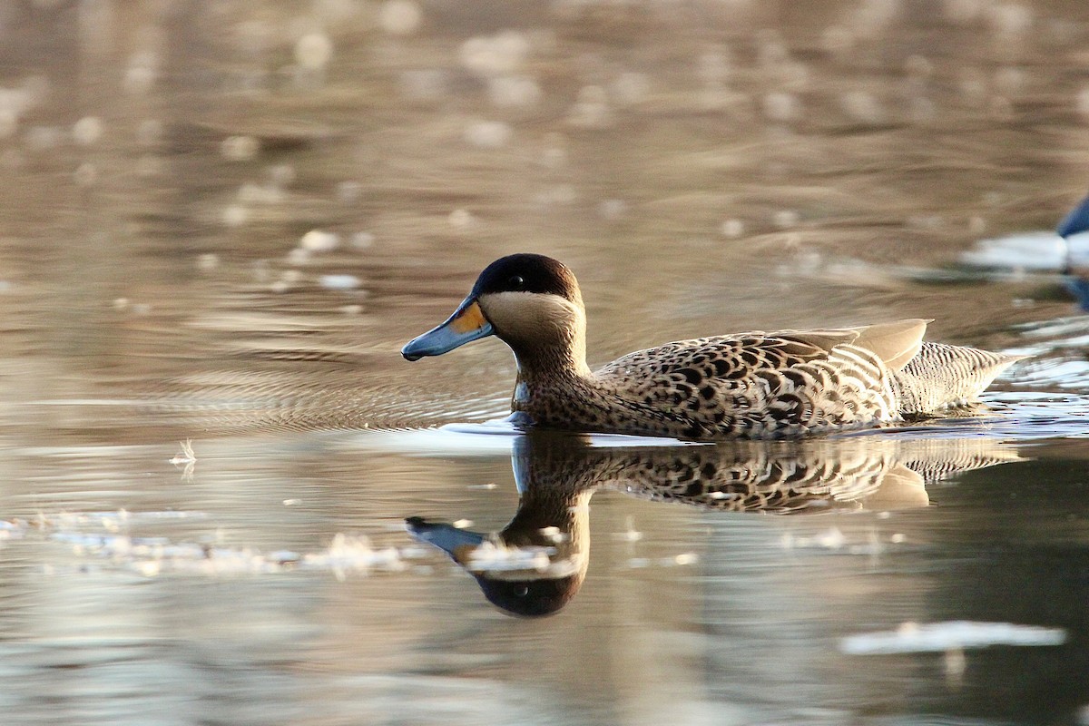 čírka modrozobá - ML640245104