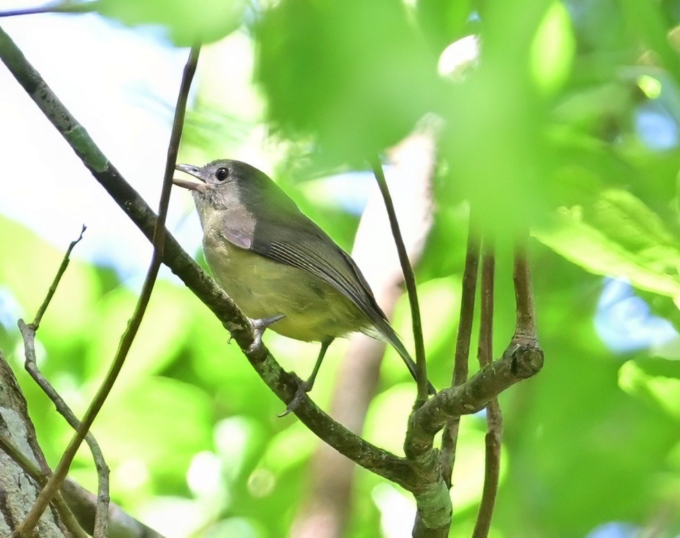 Blue Mountain Vireo - ML640245110