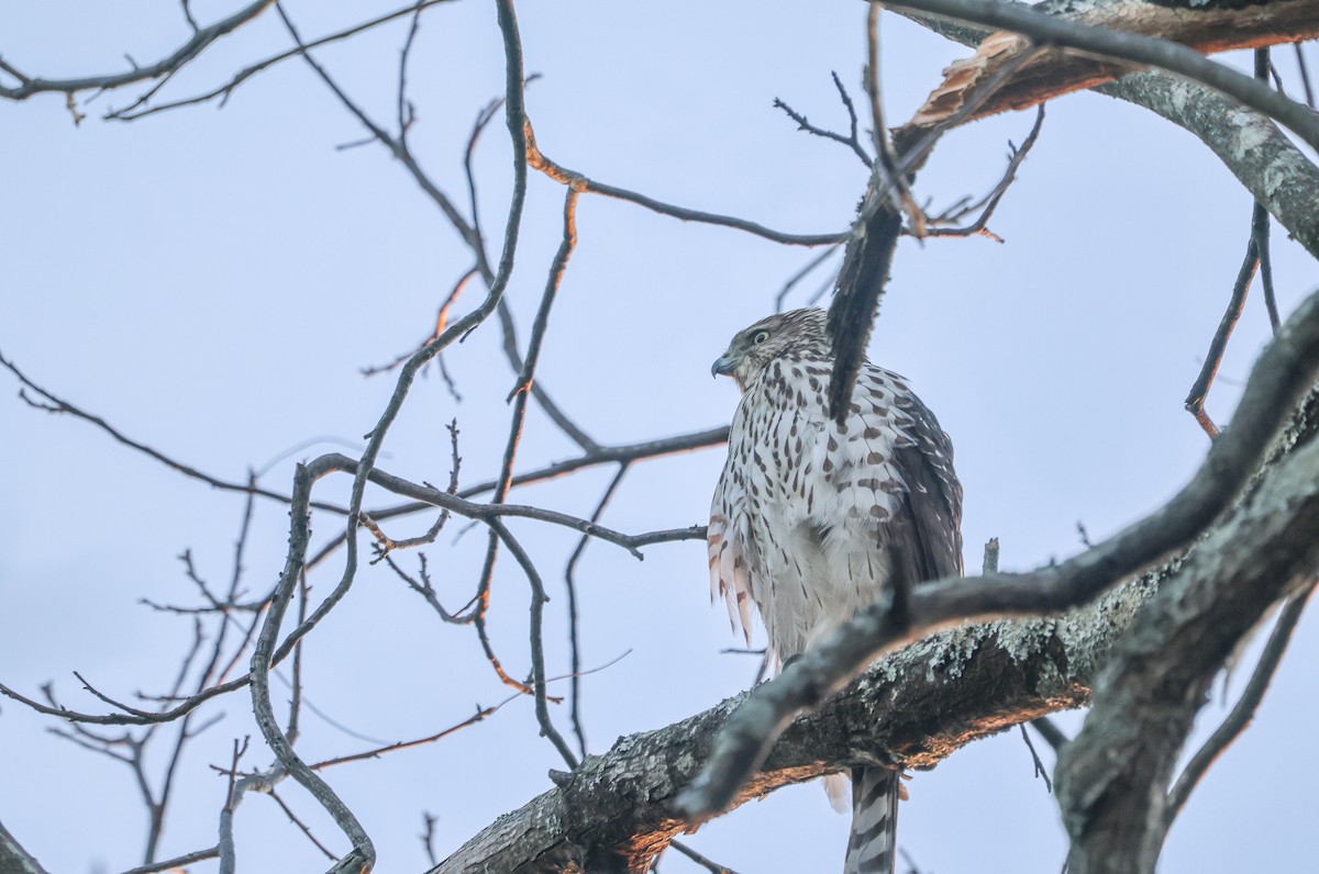 Cooper's Hawk - ML640245114