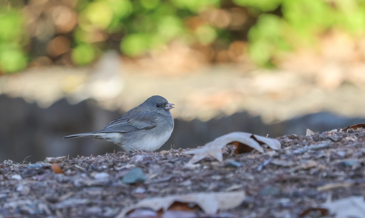 Dark-eyed Junco - ML640245134