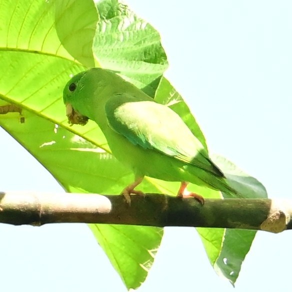 Green-rumped Parrotlet - ML640245143