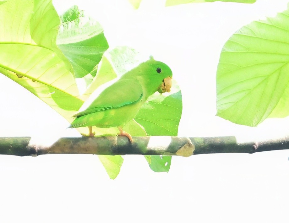 Green-rumped Parrotlet - ML640245149