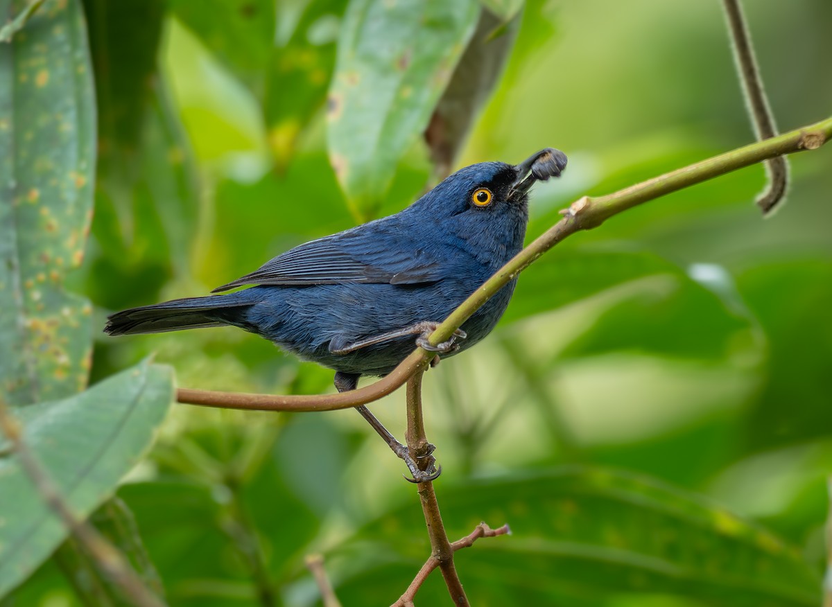 Deep-blue Flowerpiercer - ML640245169