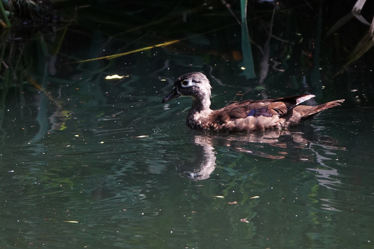 Wood Duck - ML640245173