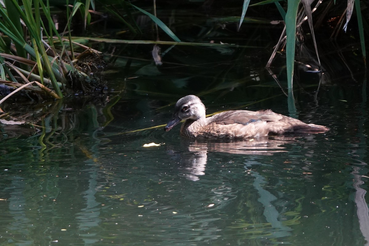 Wood Duck - ML640245174