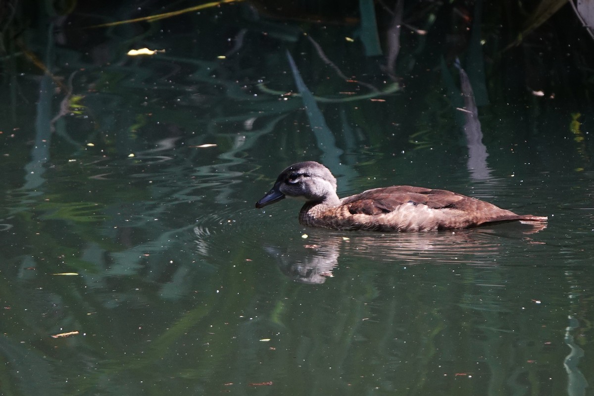Wood Duck - ML640245175