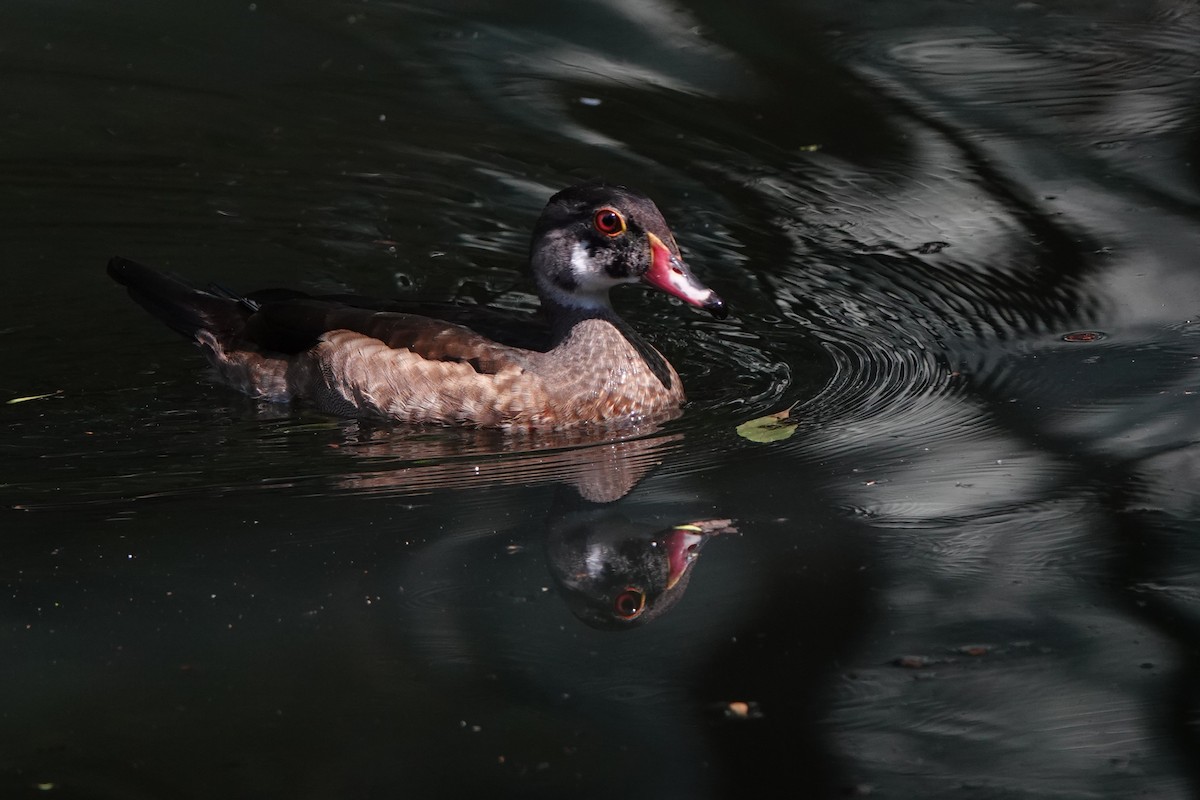Wood Duck - ML640245176
