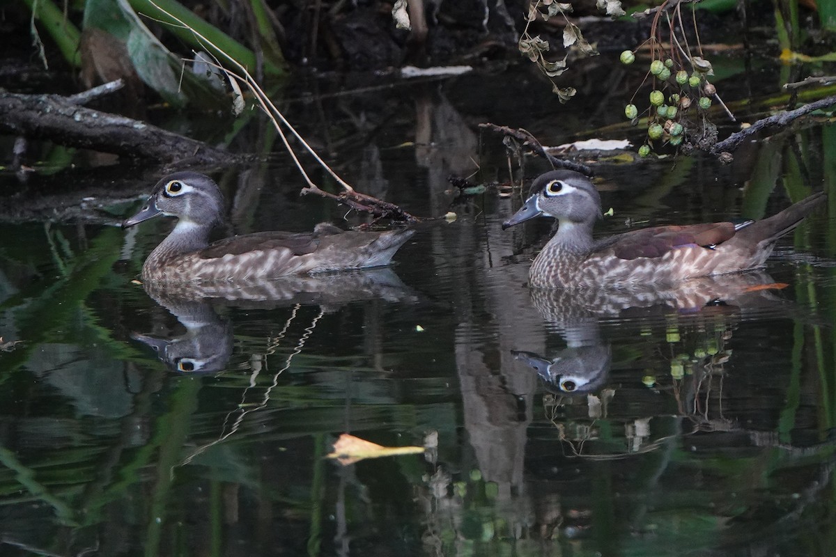 Wood Duck - ML640245177
