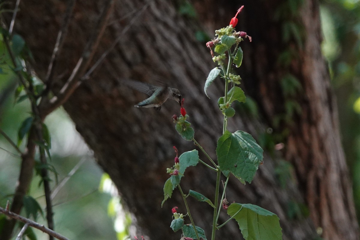 Black-chinned Hummingbird - ML640245179