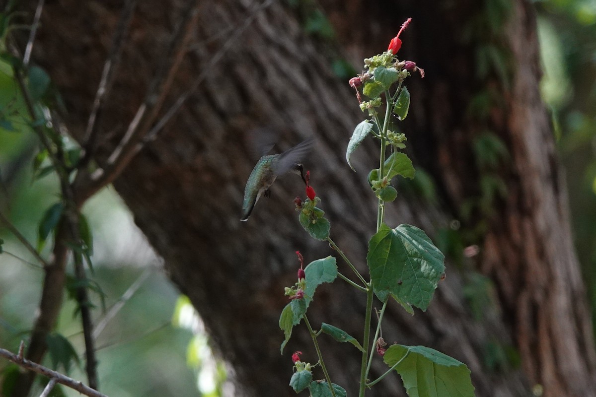 Black-chinned Hummingbird - ML640245180