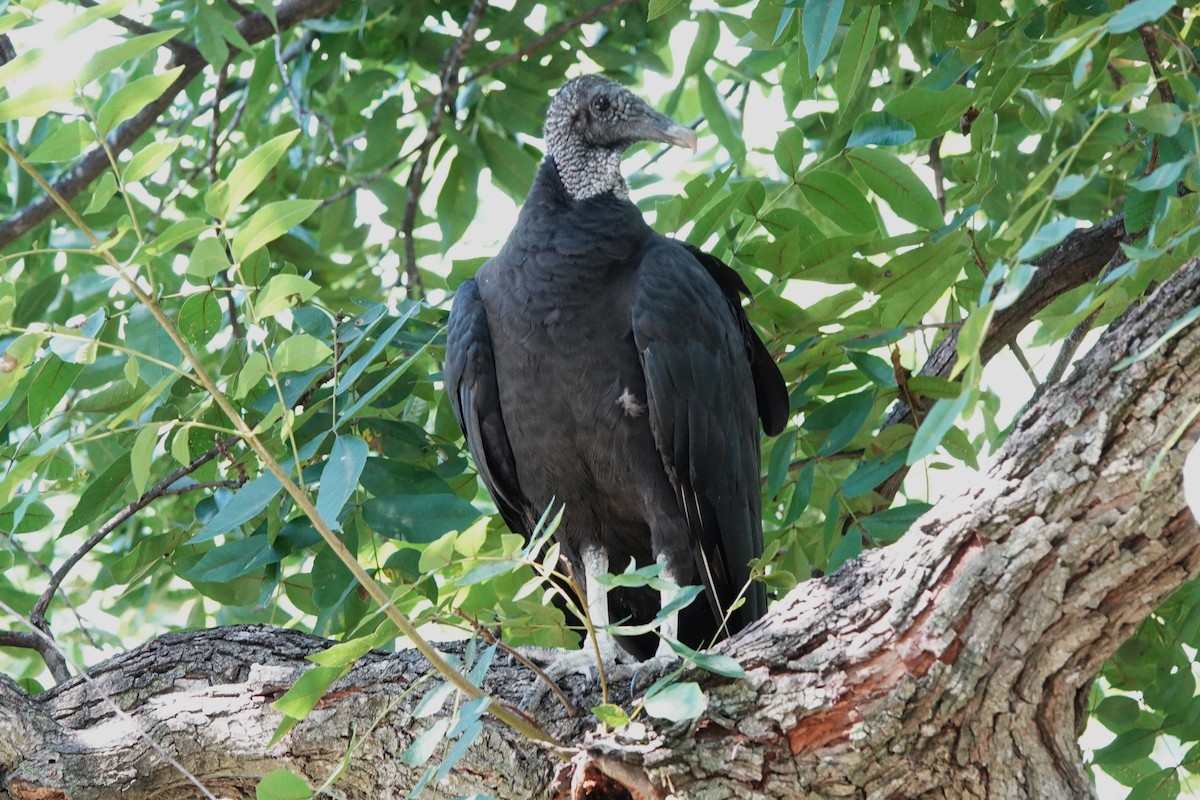 Black Vulture - ML640245185