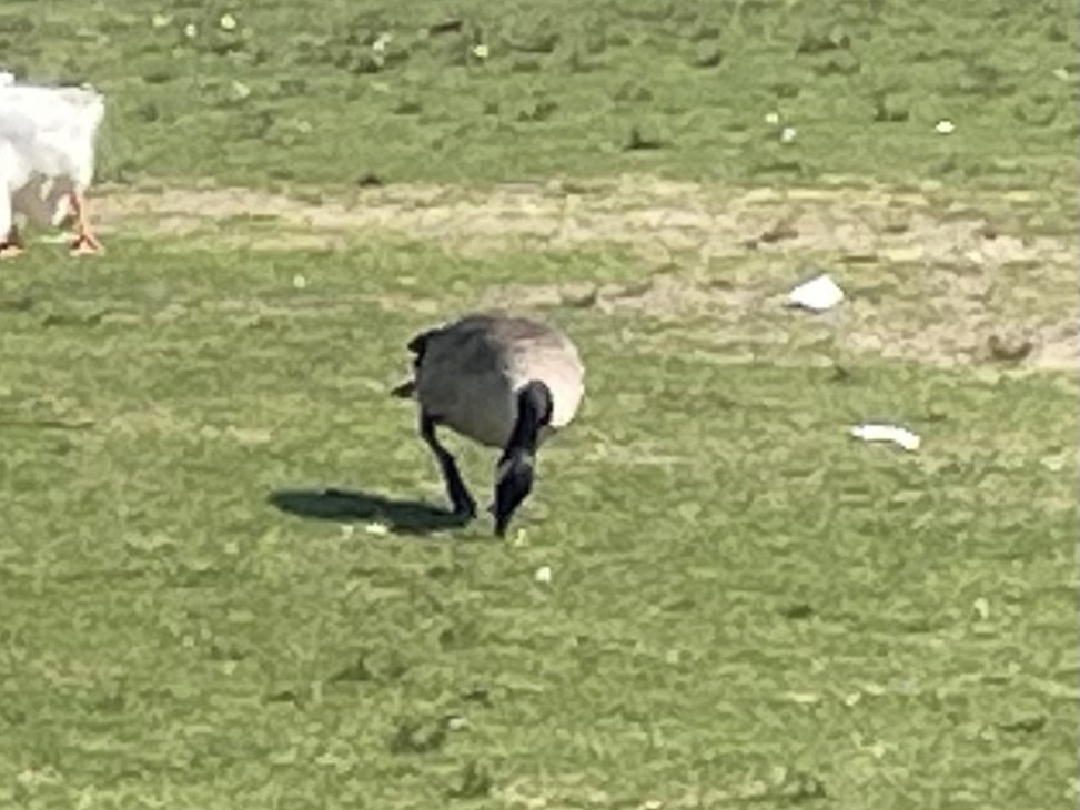 Canada Goose - ML640245200