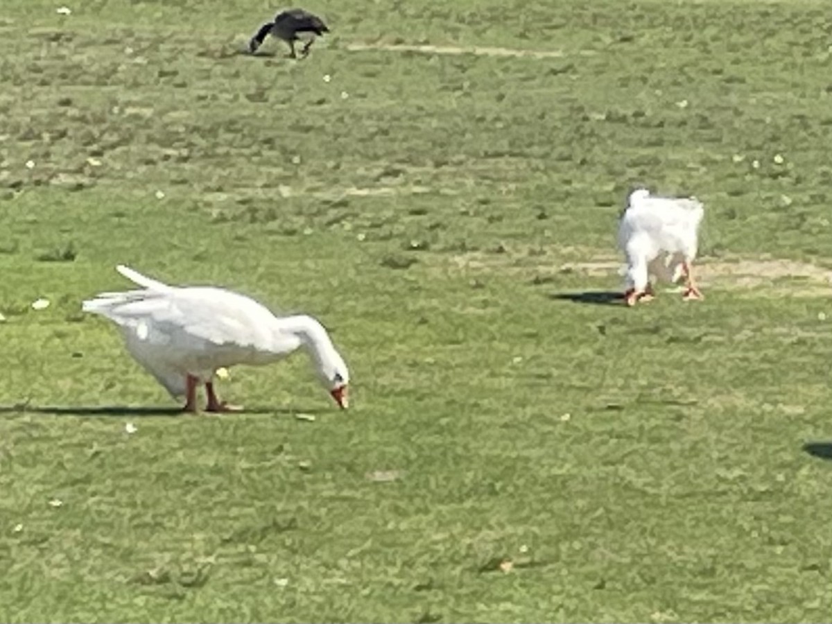 Domestic goose sp. (Domestic type) - ML640245202