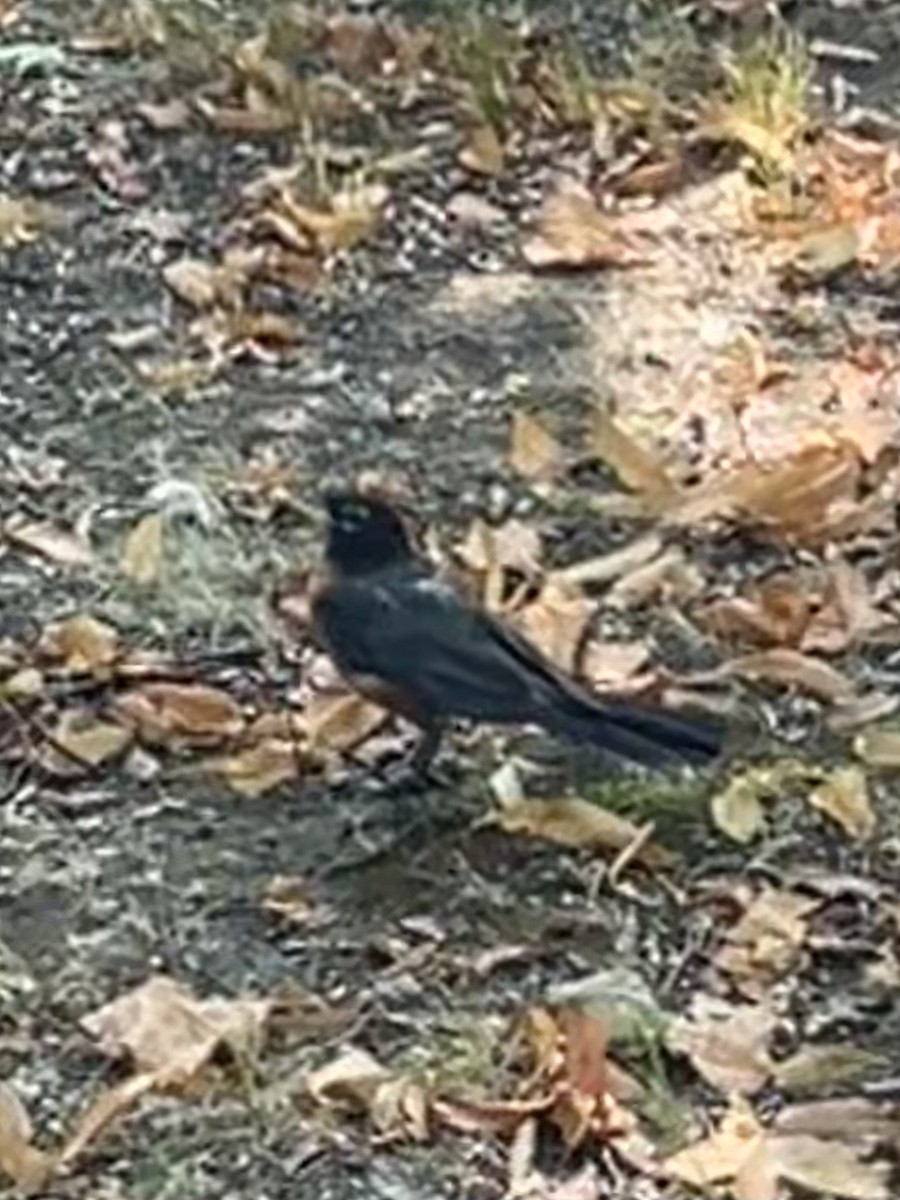 American Robin - ML640245203