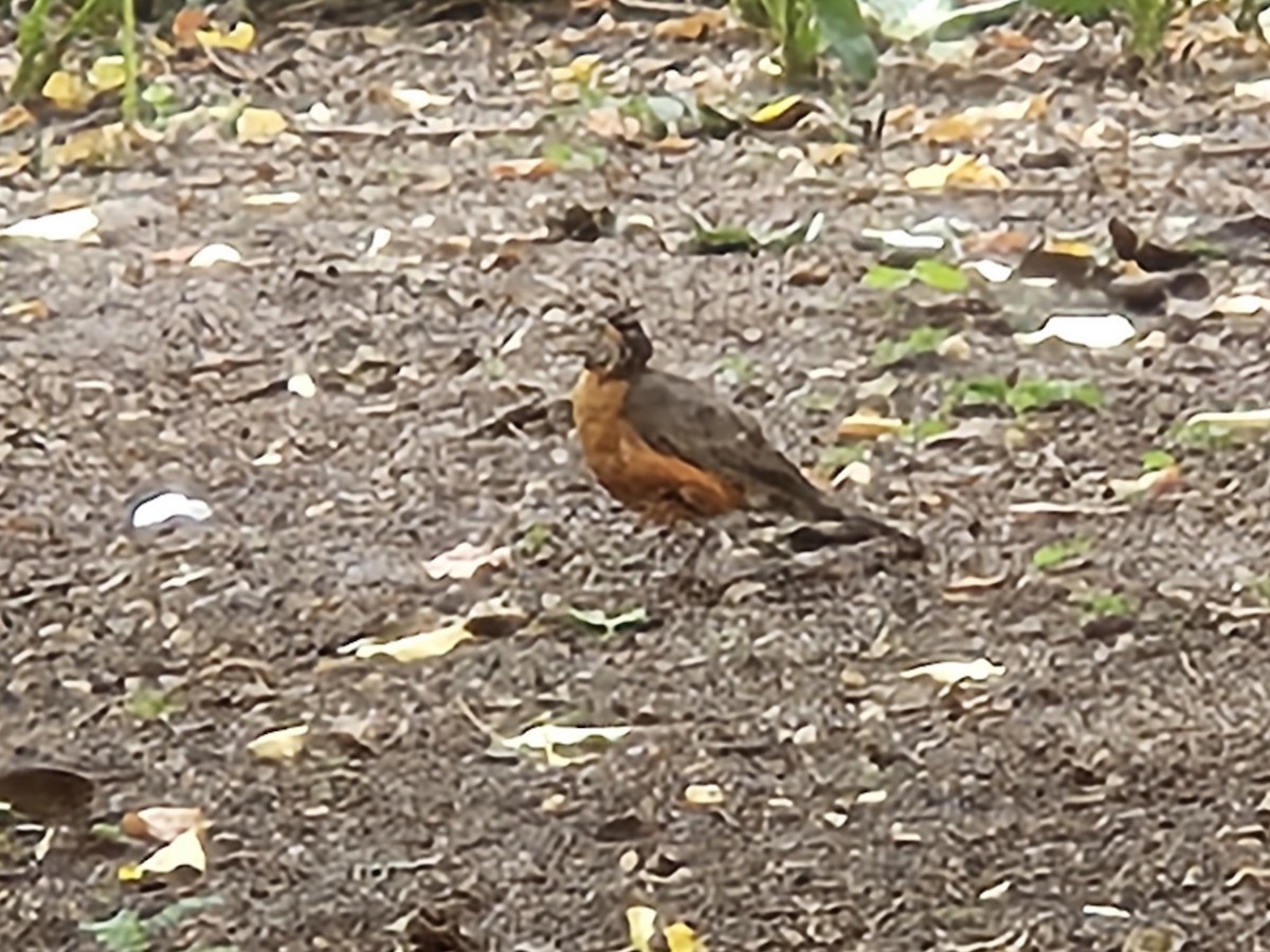 American Robin - ML640245232