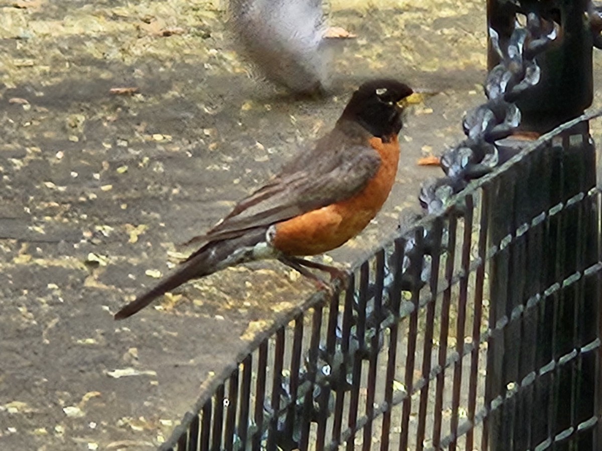 American Robin - ML640245233
