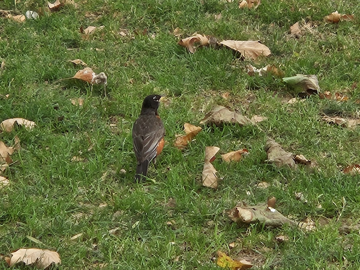 American Robin - ML640245234