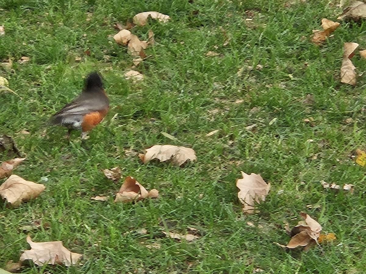 American Robin - ML640245235