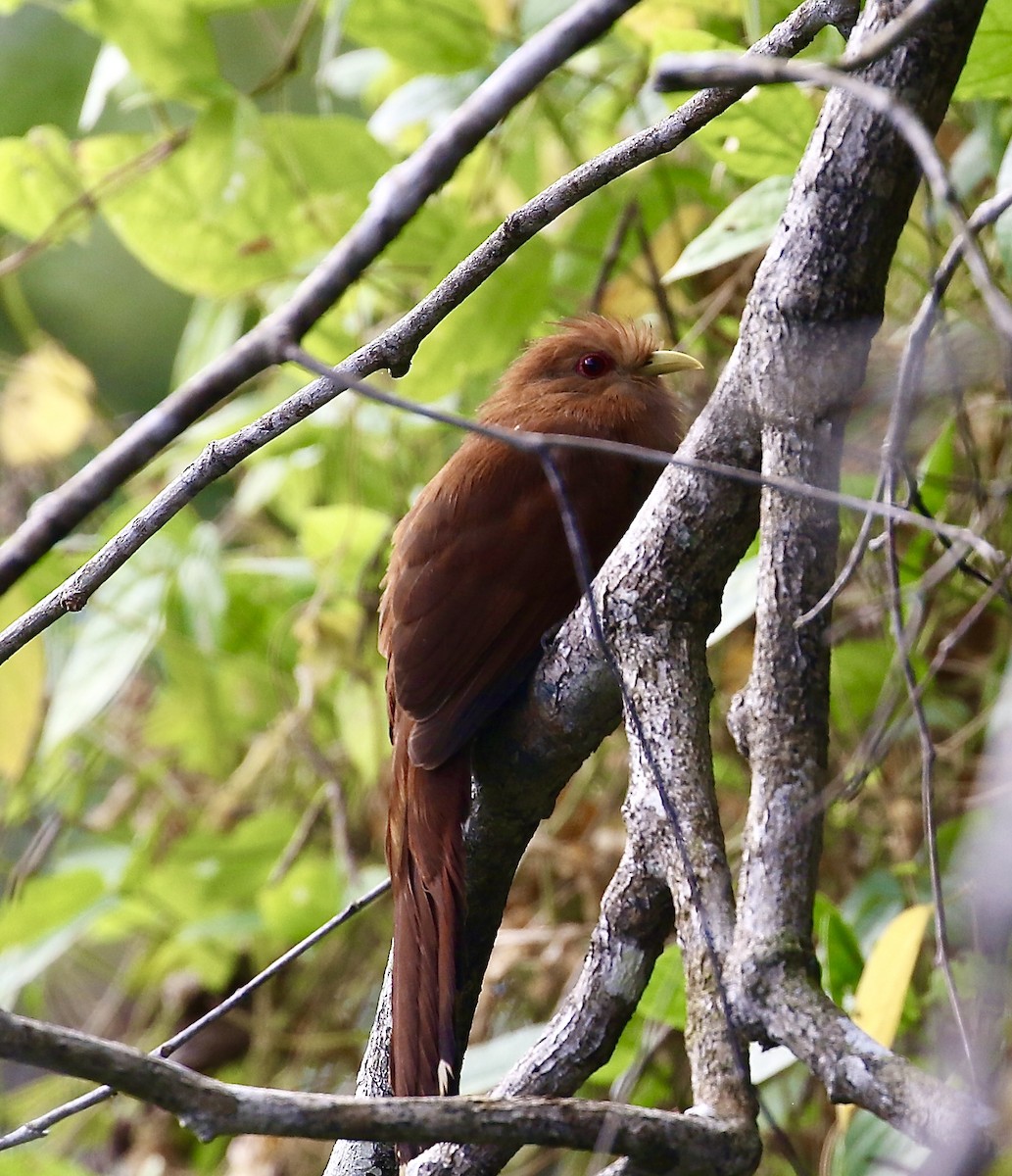 Little Cuckoo - ML640245276