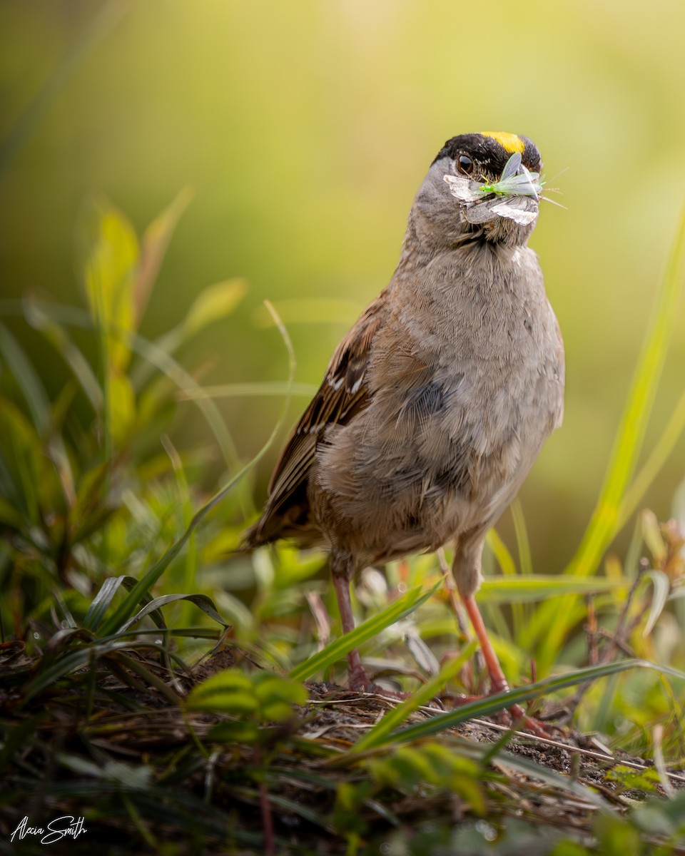 Golden-crowned Sparrow - ML640245282
