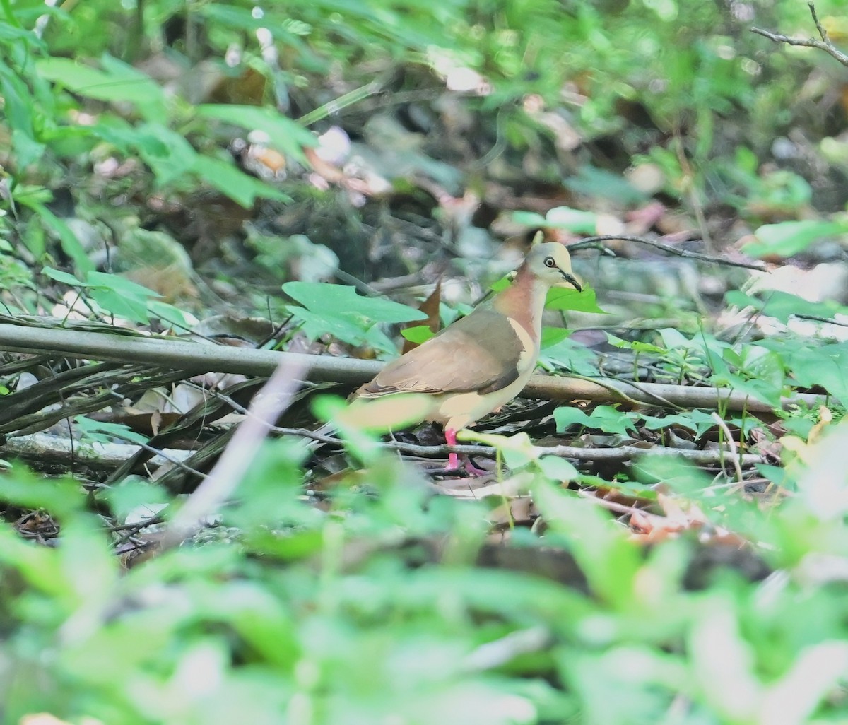 Caribbean Dove - ML640245296