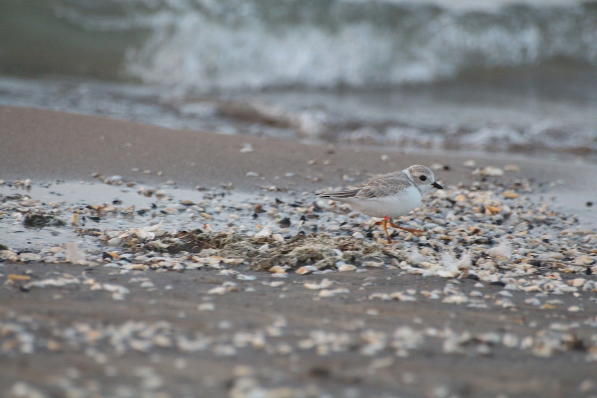 Piping Plover - ML640245307