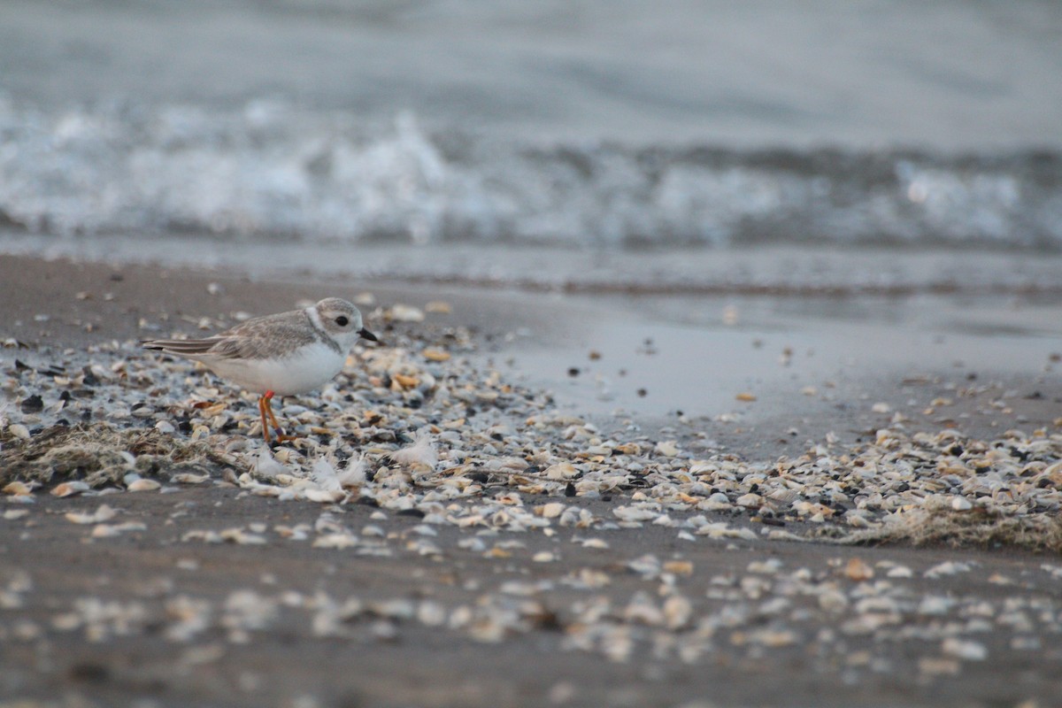 Piping Plover - ML640245308