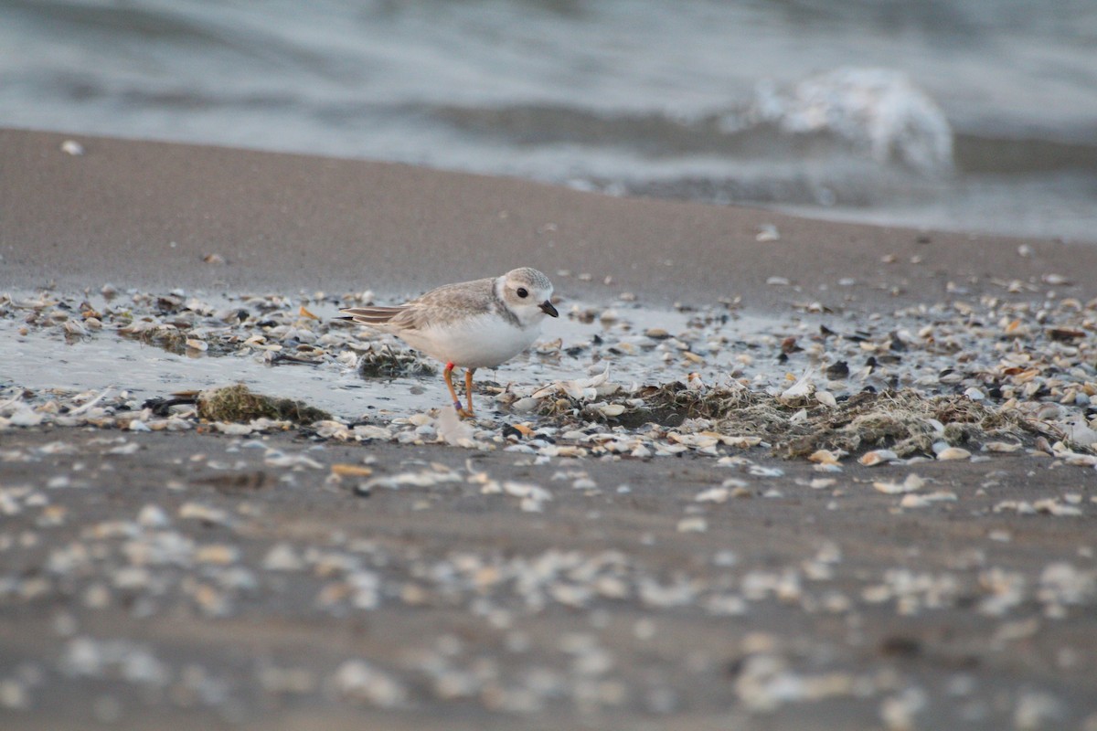 Piping Plover - ML640245309