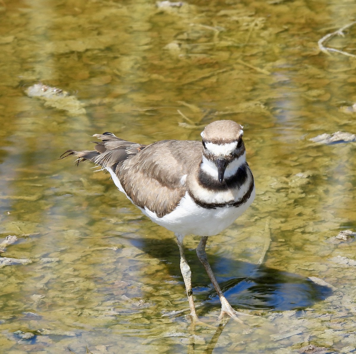 kulík rezavoocasý - ML640245312