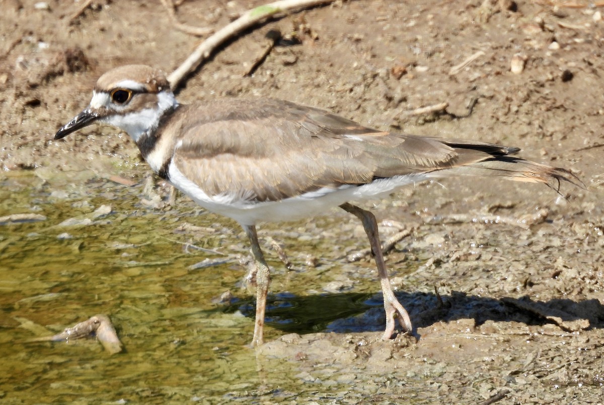 kulík rezavoocasý - ML640245314