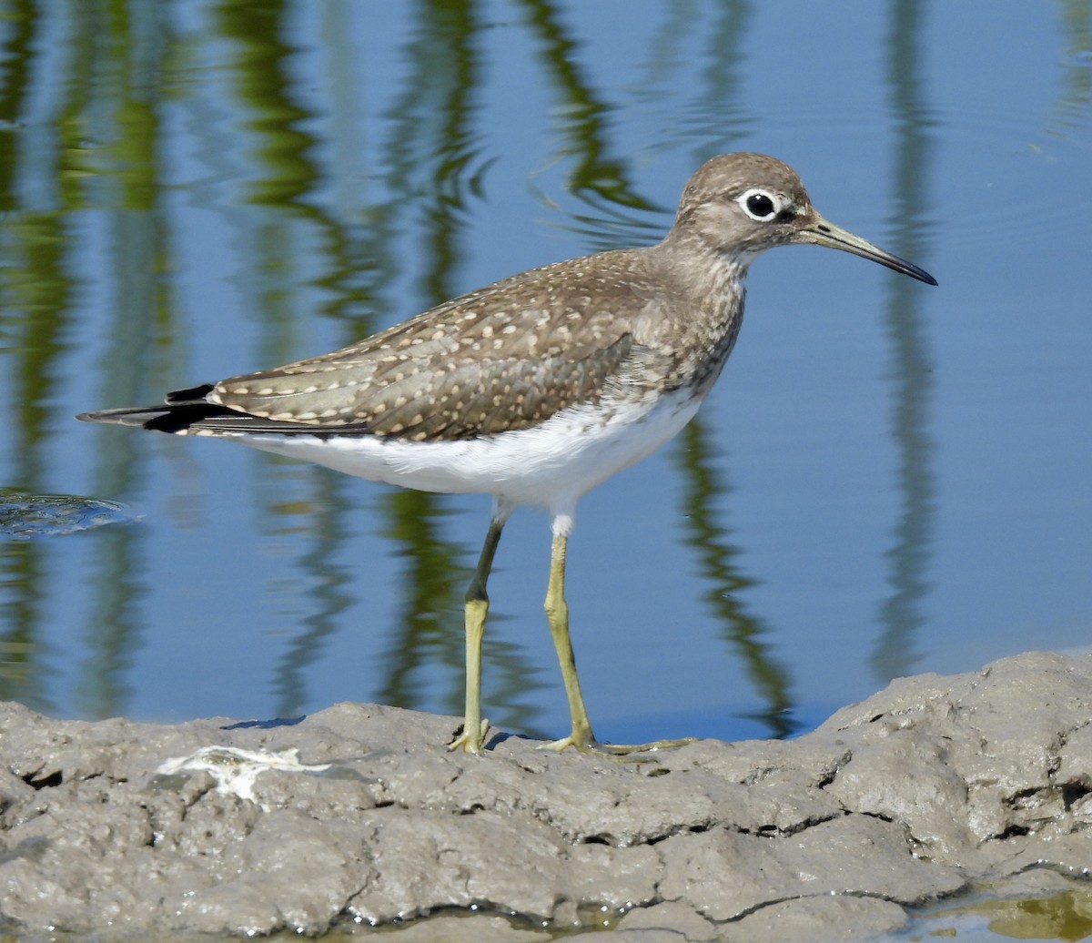 vodouš samotářský - ML640245344