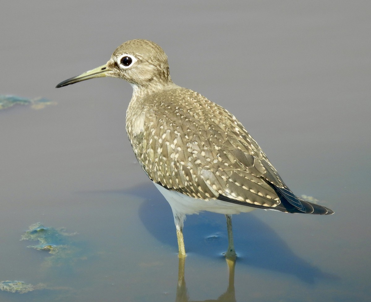 vodouš samotářský - ML640245345