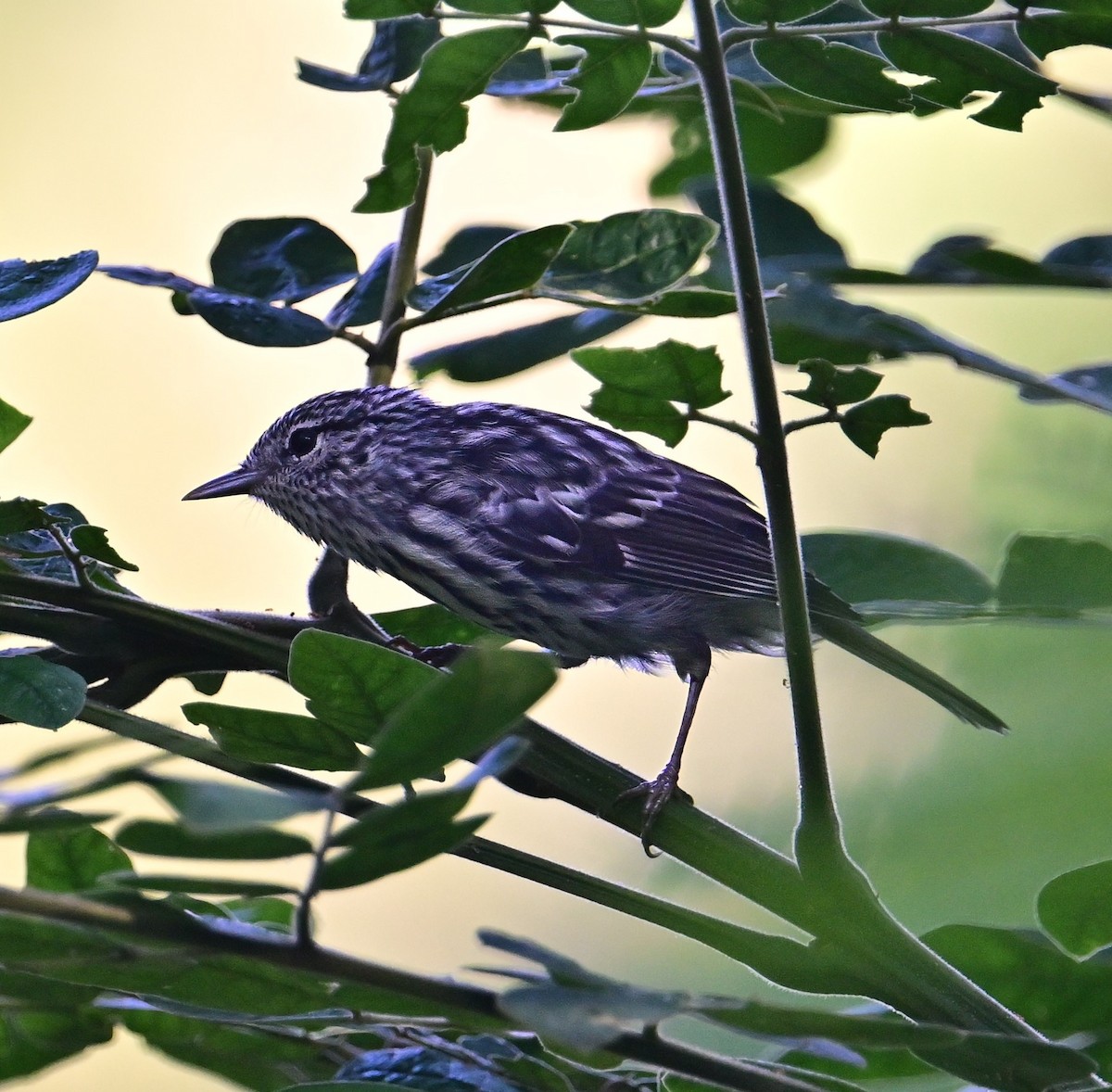 Arrowhead Warbler - ML640245354