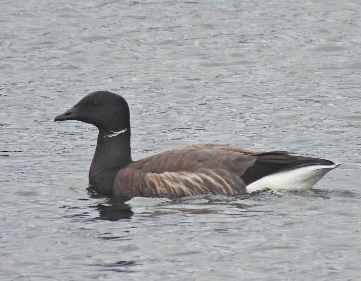 Brant - ML640245370